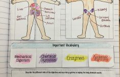 Body Systems Lesson Plans 5th Grade