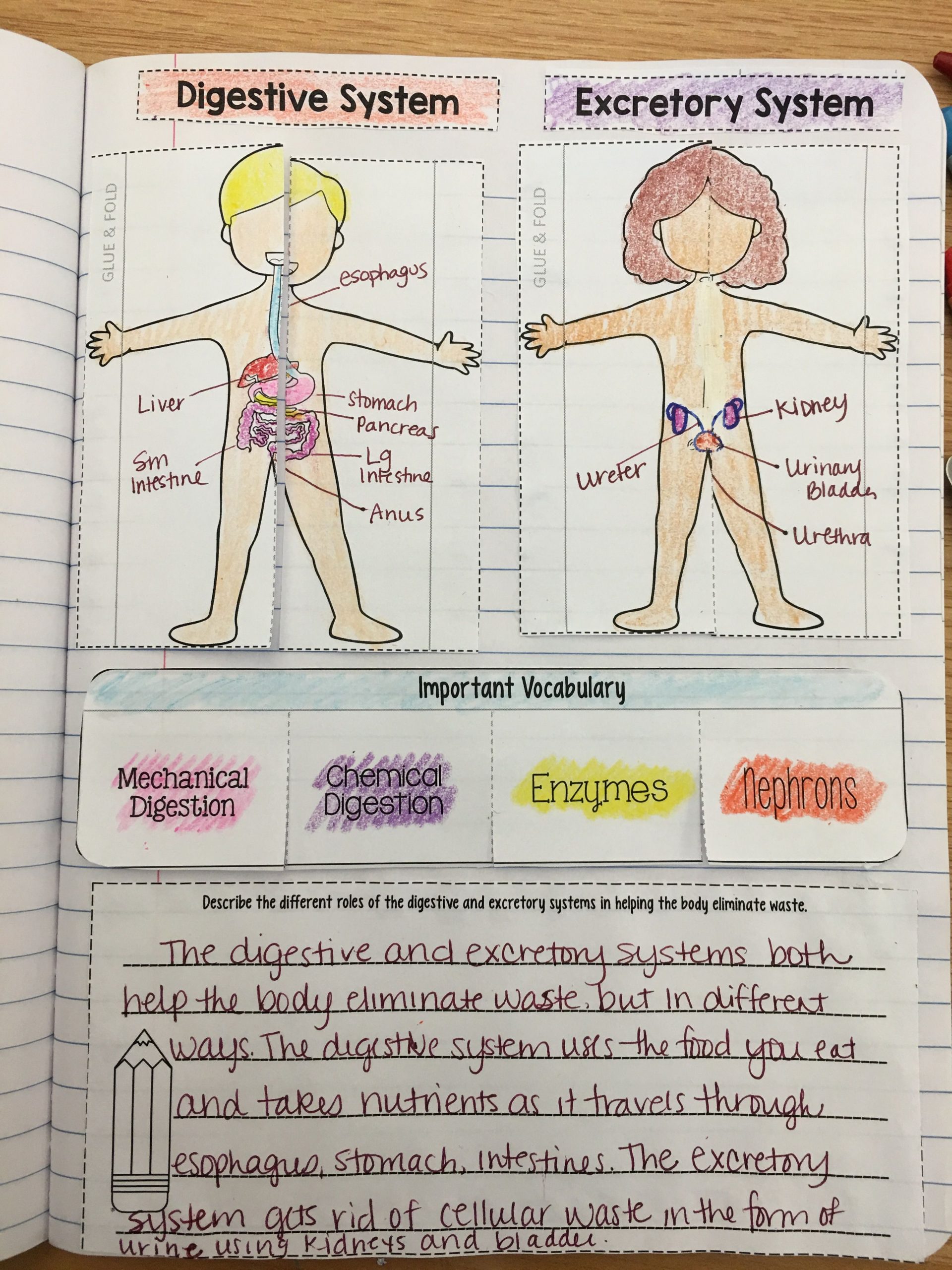 Digestive And Excretory Systems Read And Apply Notebook
