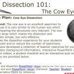 Dissection 101 | Cow Eye Dissection: Lesson Plan | Pbs