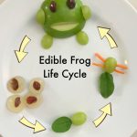 Edible Frog Life Cycle Snack | Frog Theme Preschool, Science