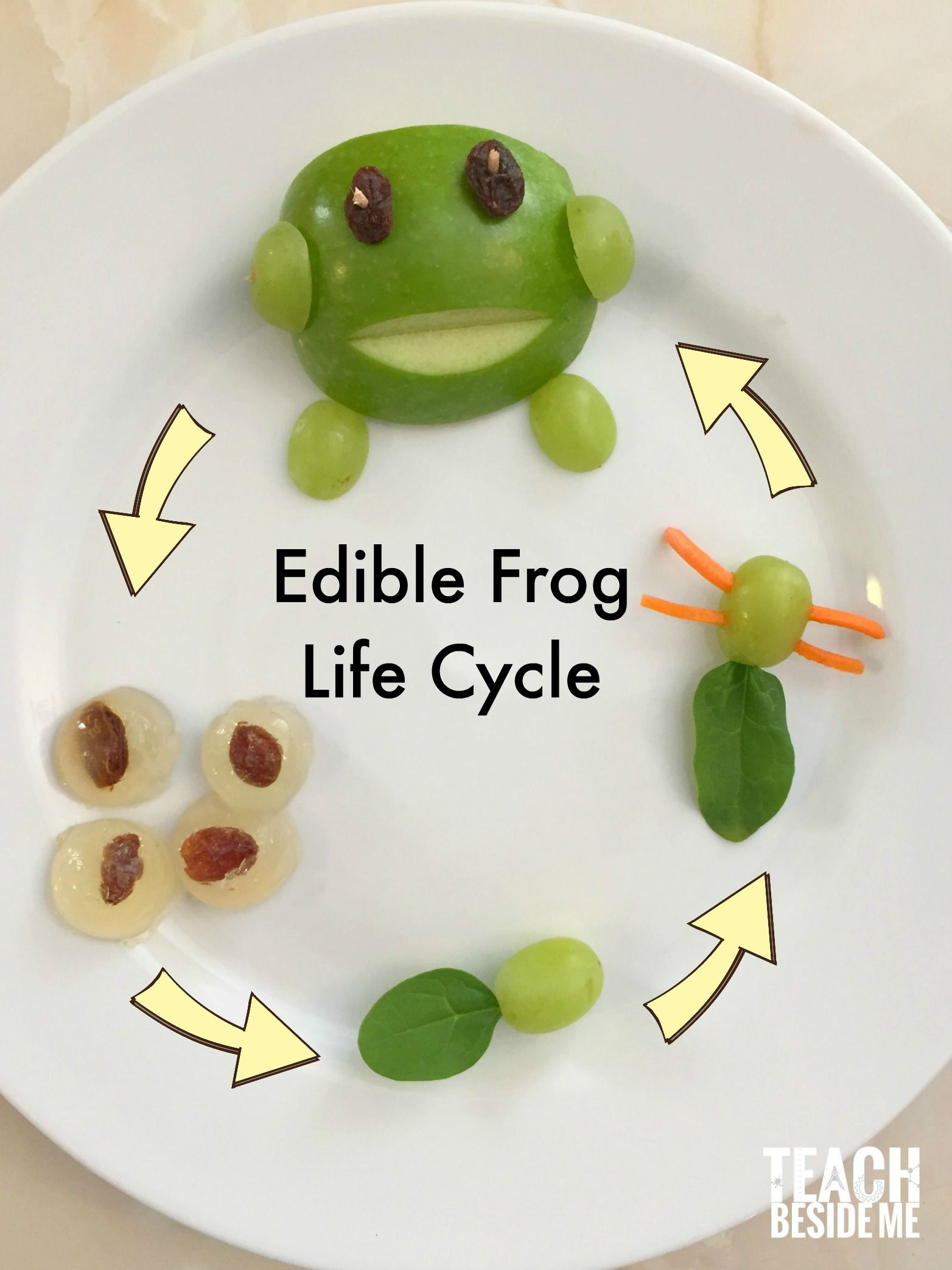 Edible Frog Life Cycle Snack | Frog Theme Preschool, Science