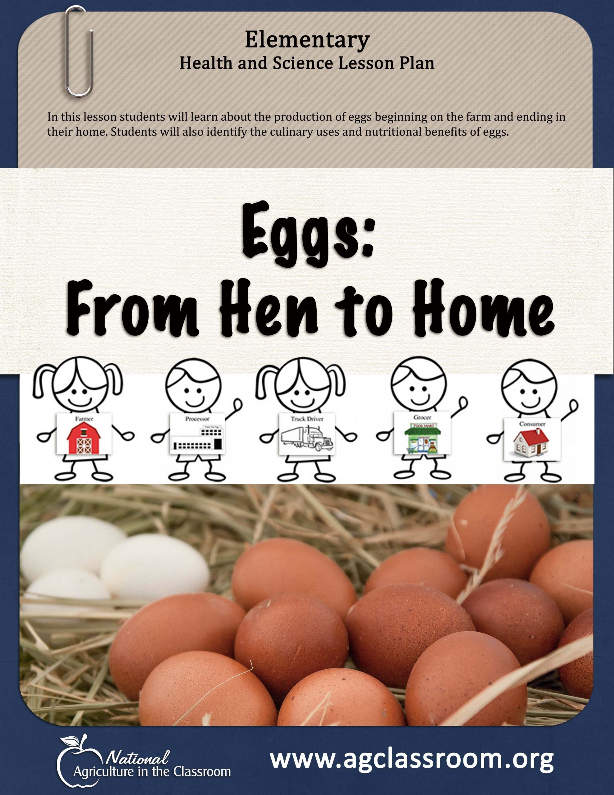 Elementary Lesson Plan Teaching About The Production Of Eggs