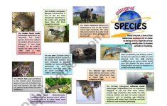 Endangered Species Lesson Plans Elementary