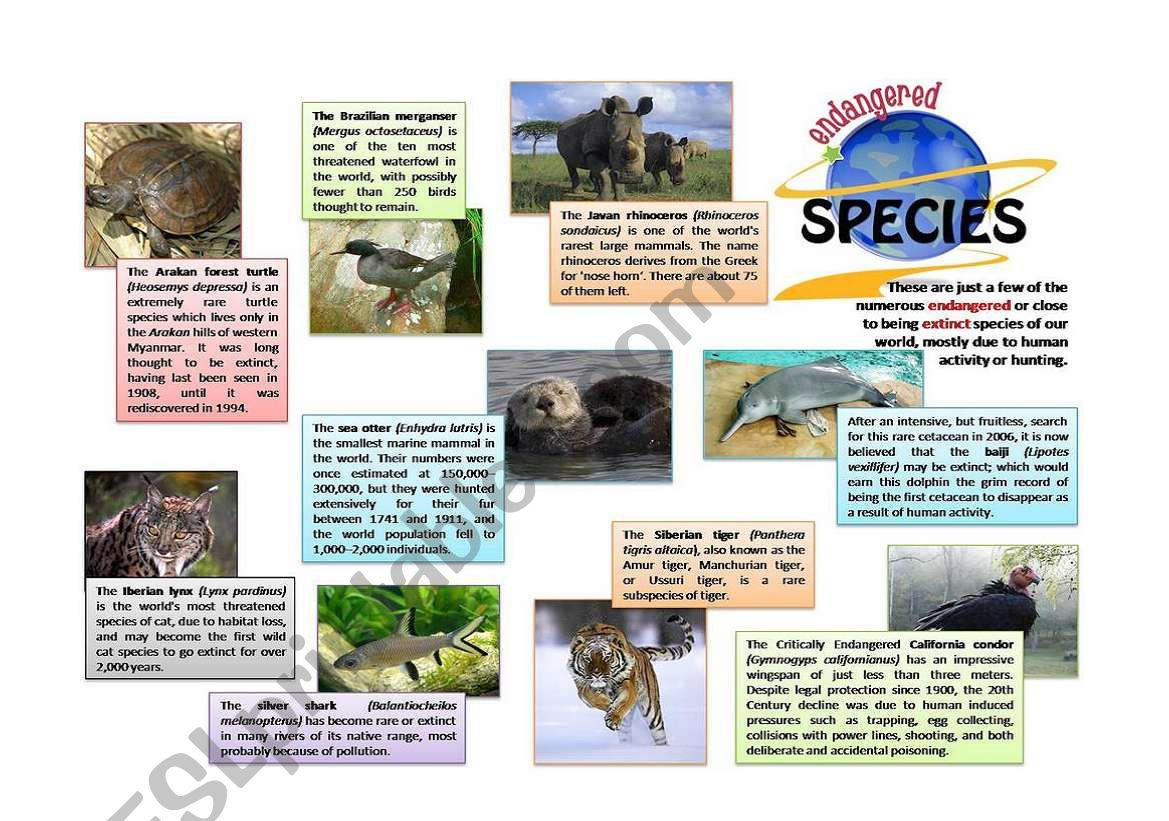 Endangered Species - Esl Worksheetxiles31