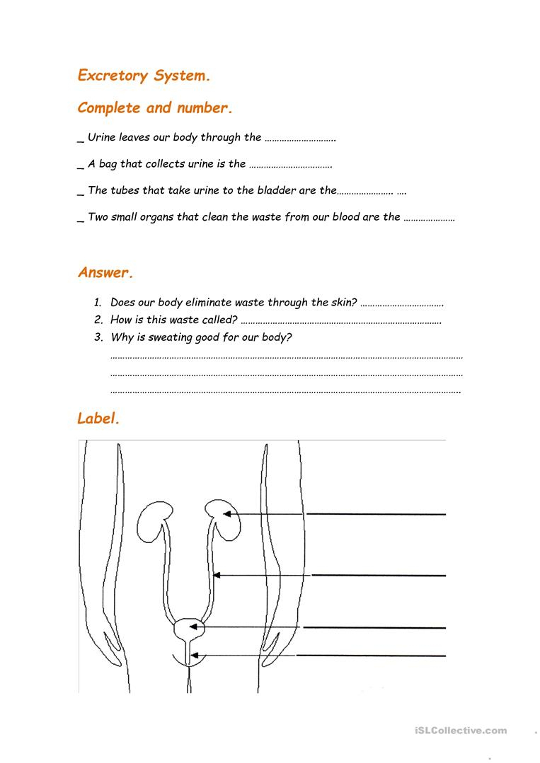 Excretory System - English Esl Worksheets For Distance