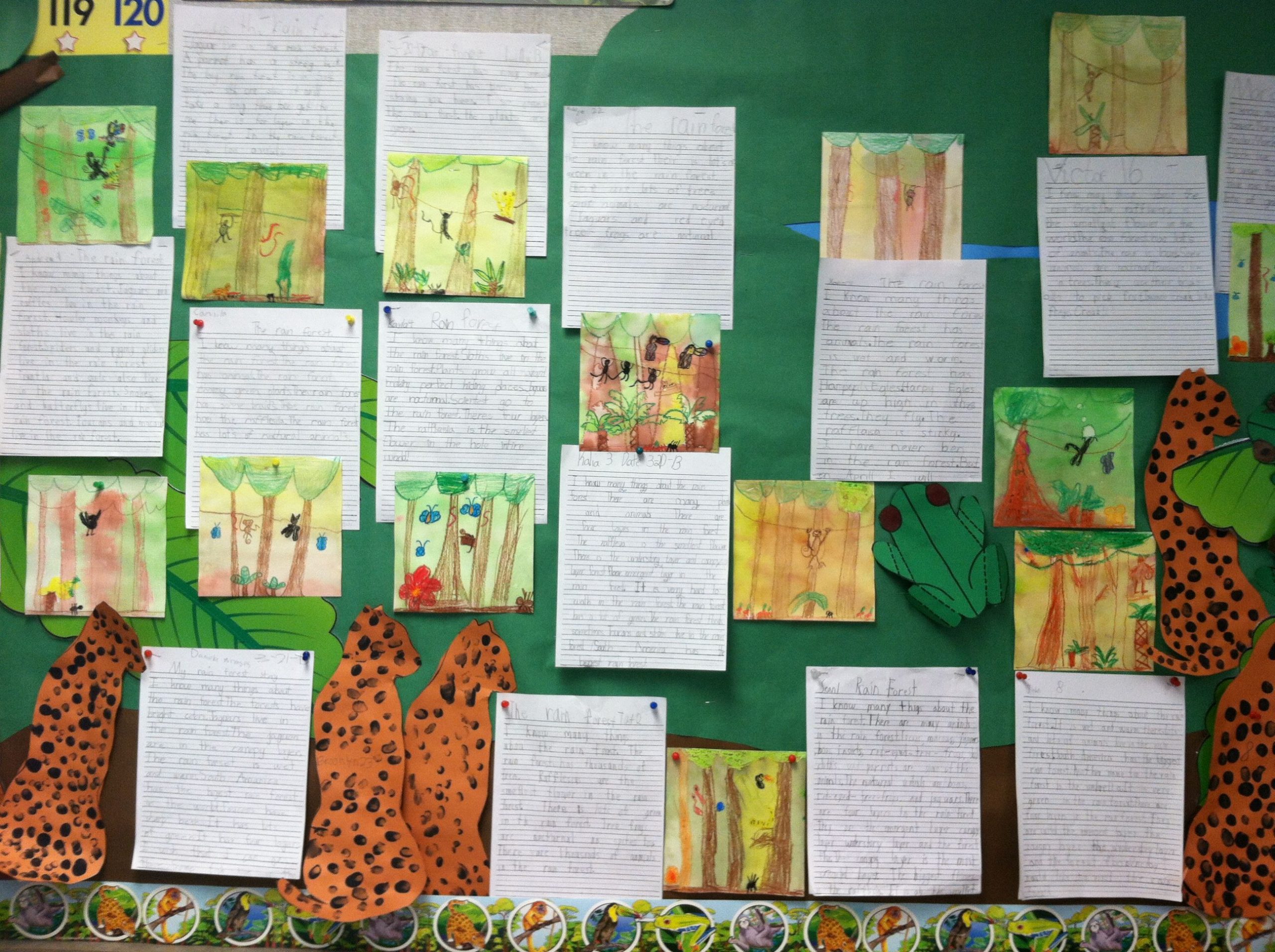 First Grade Rainforest Lesson. Mural Board With Reports And
