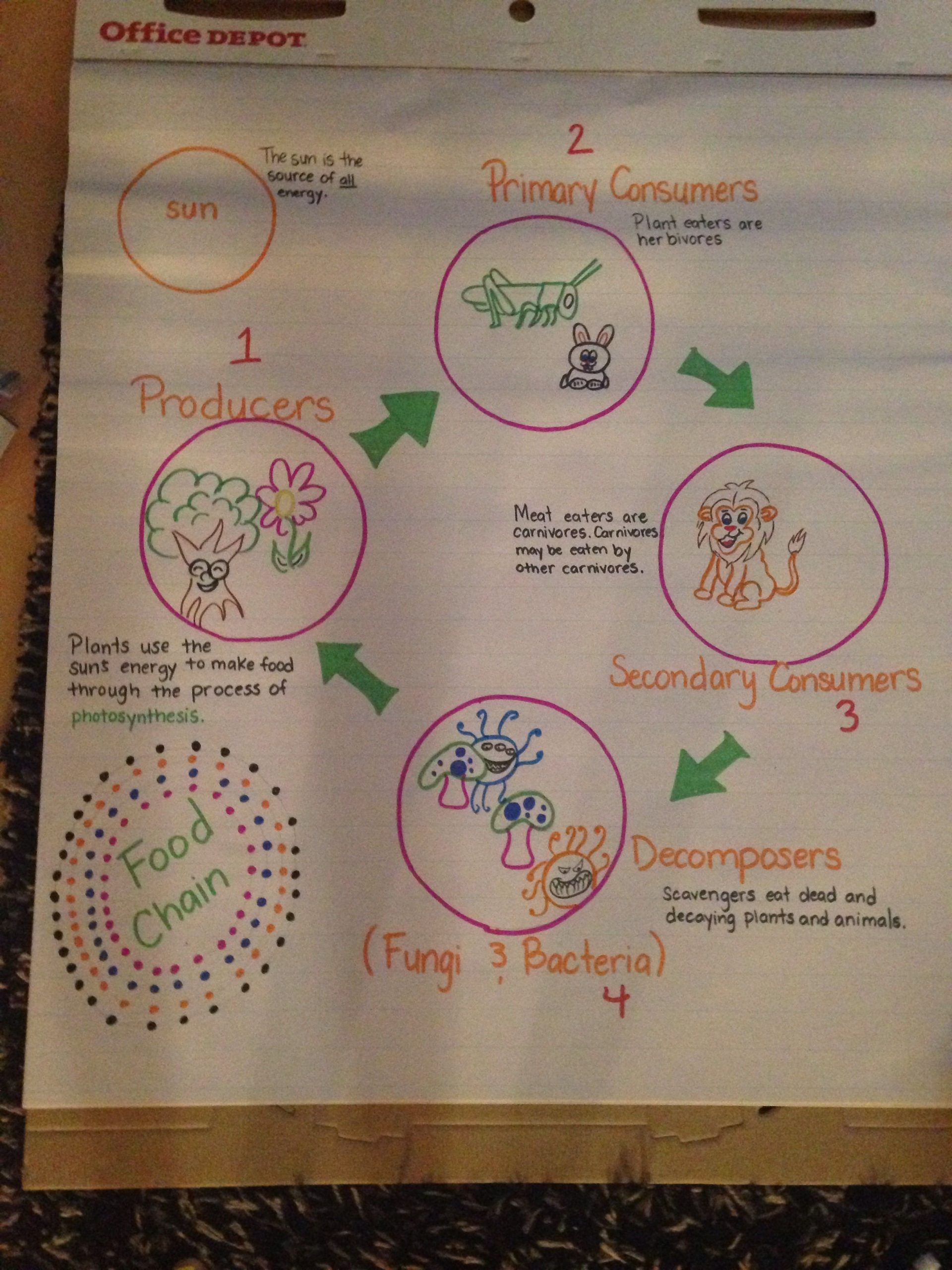 Food Chain 4Th Grade | 4Th Grade Science, Fourth Grade