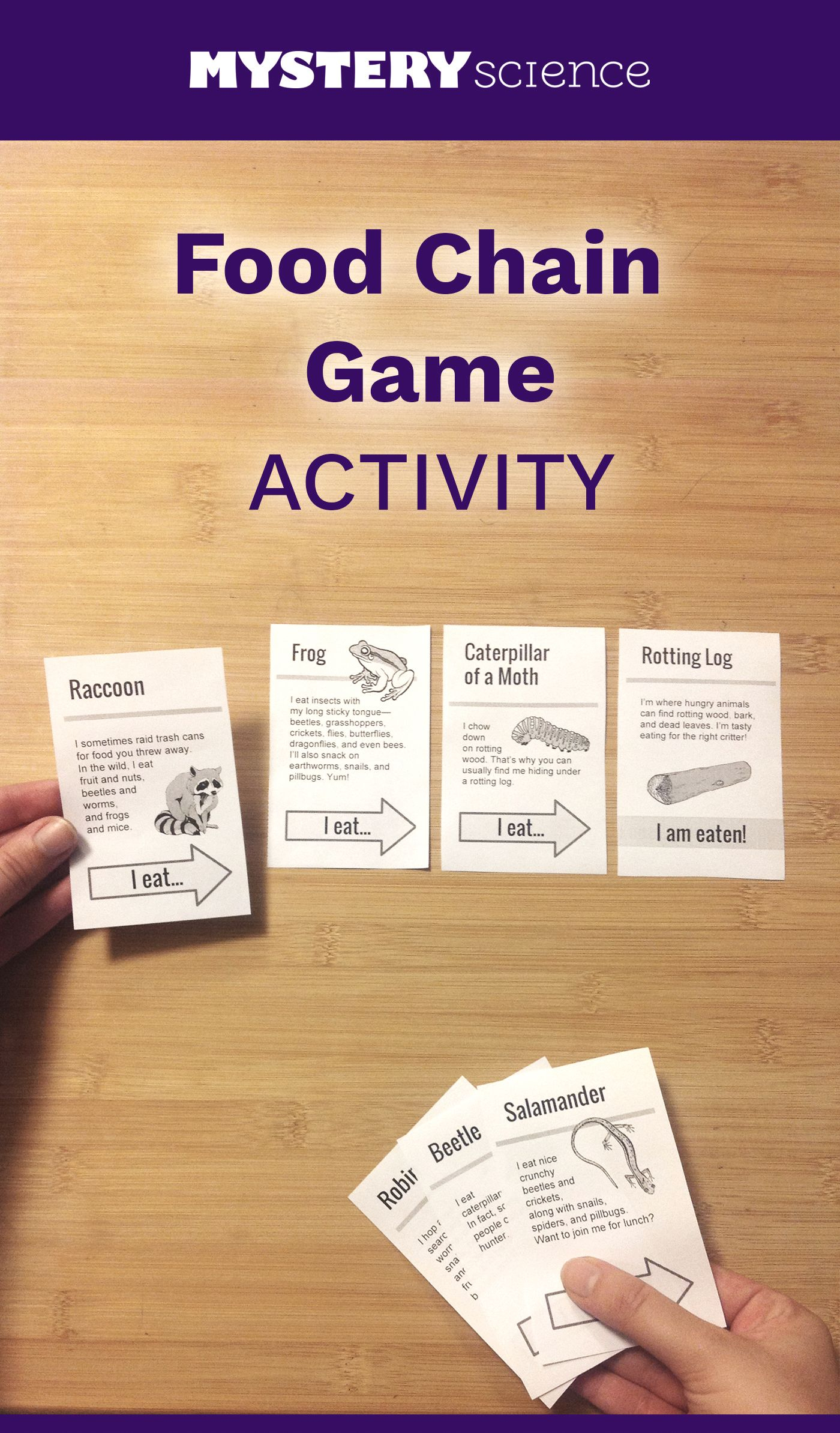 Food Chain Activity - Free Hands-On Science Activity For 4Th