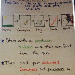 Food Chain Anchor Chart #foodchain #producer #consumer