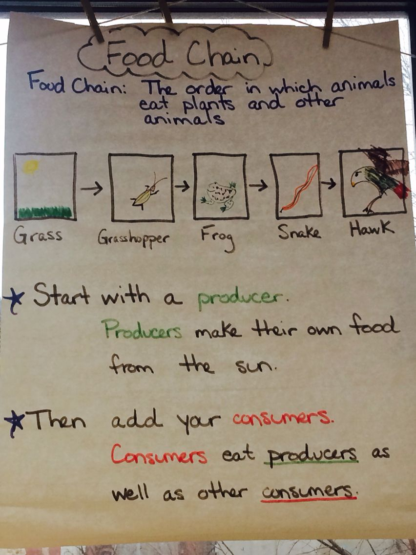 Food Chain Anchor Chart #foodchain #producer #consumer