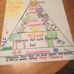 Food Chain Energy Pyramid. 5Th Grade | Elementary Science