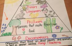 Food Chain Lesson Plan 4th Grade