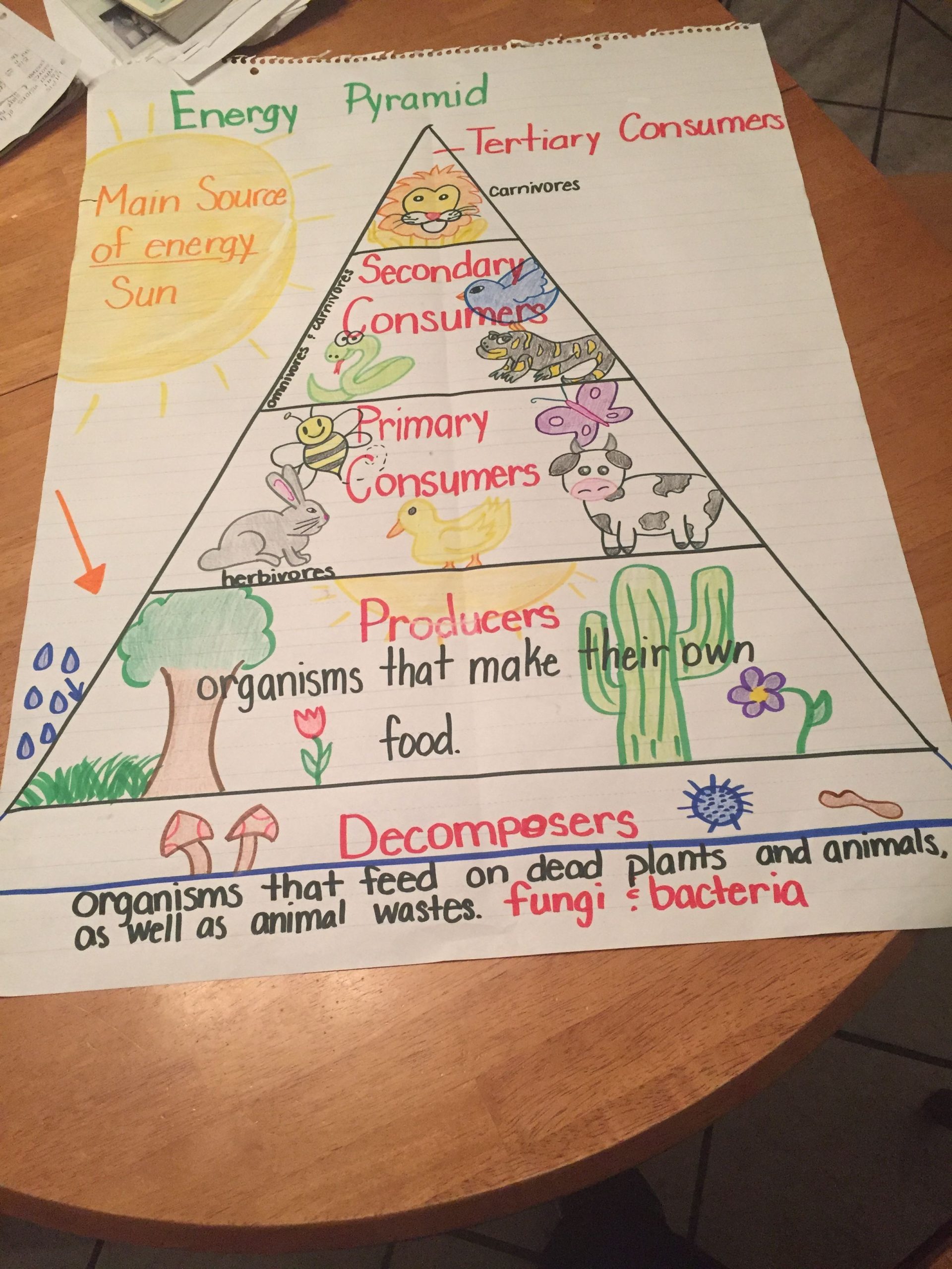 Food Chain Energy Pyramid. 5Th Grade | Elementary Science