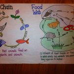 Food Chain Food Web Comparison | Fourth Grade Science, 4Th