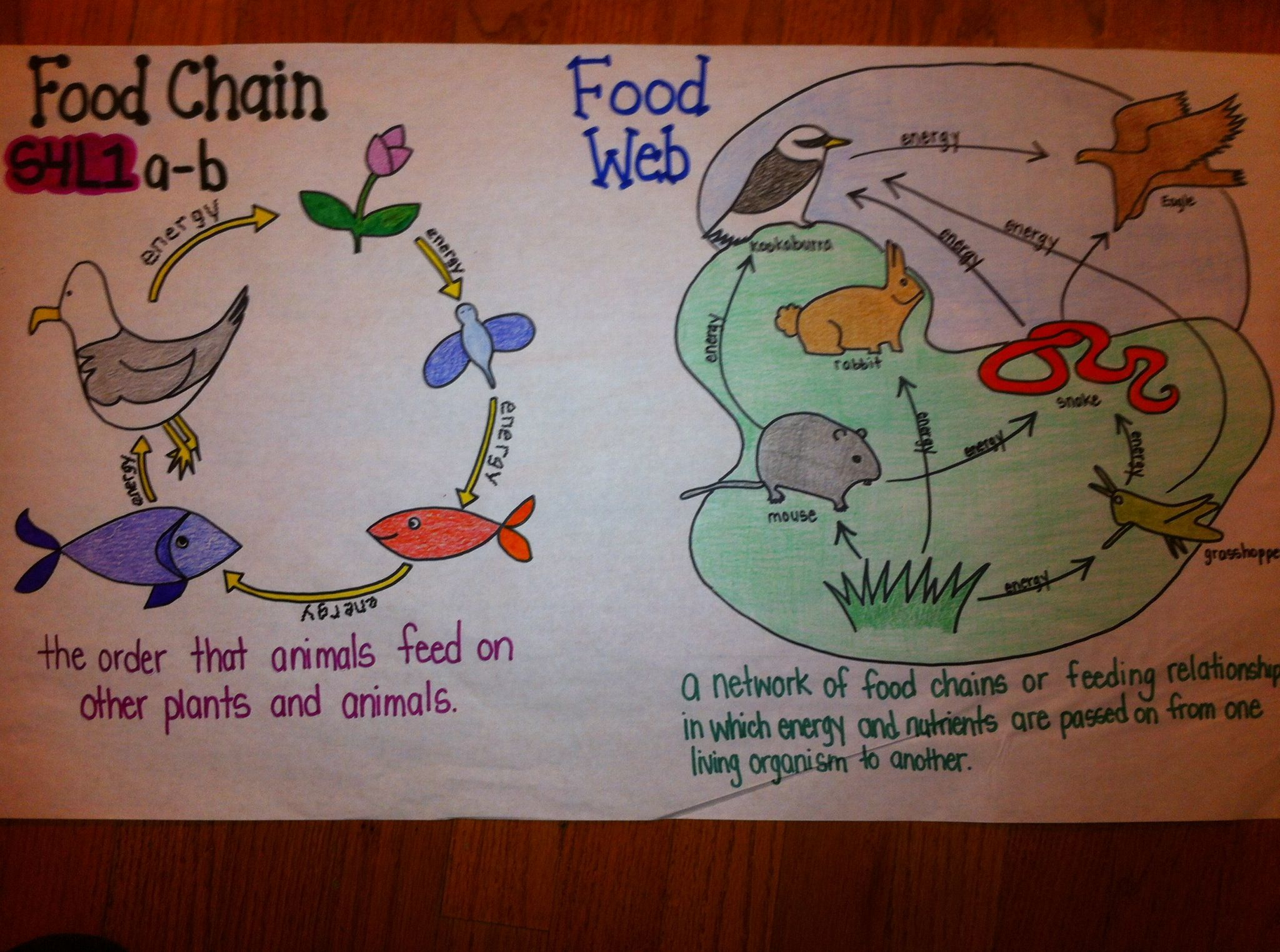 Food Chain Food Web Comparison | Fourth Grade Science, 4Th