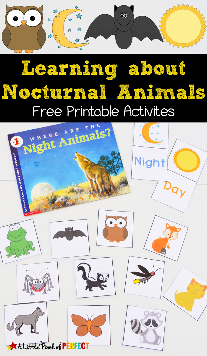 Free Nocturnal Animals Printables | Nocturnal Animals