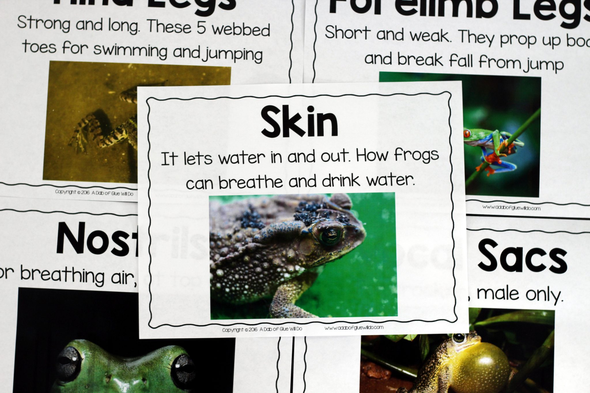Frogs: An Animal Study -