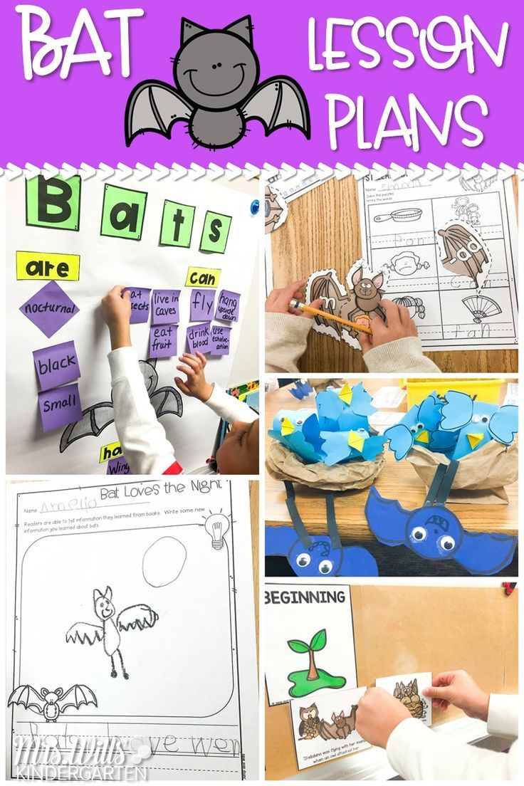 Fun Bat Lesson Plan Ideas For Kindergarten And First Grade