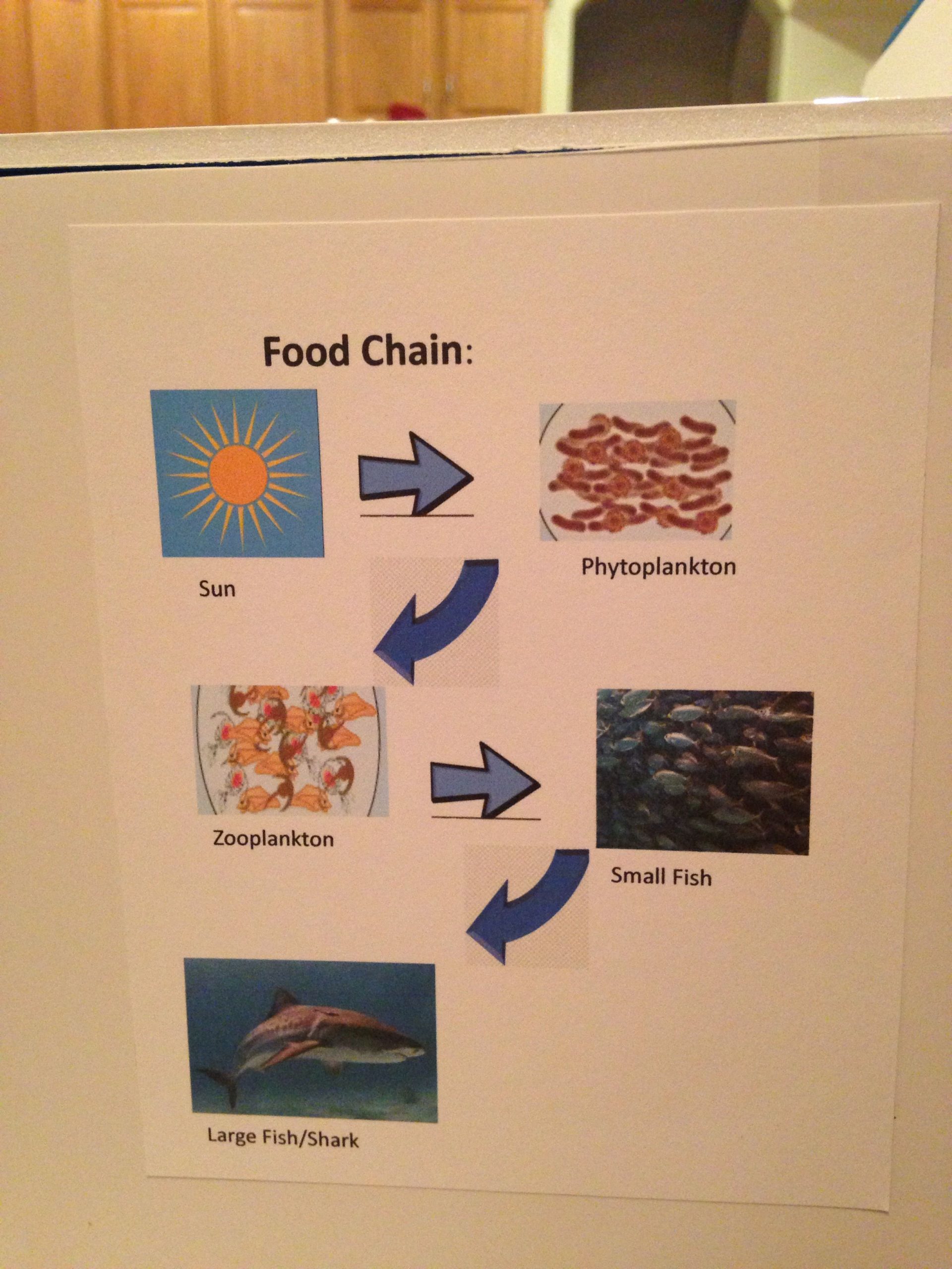 Great Barrier Reef Ecosystem Project- 3Rd Grade This Is An