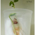 Growing Seeds With Toddlers   Playdough To Plato