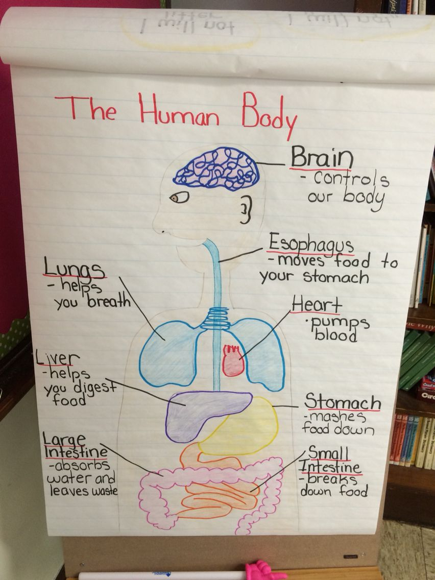 Human Body Anchor Chart | Human Body Lesson, Human Body