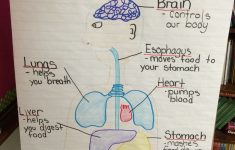 Human Body Systems Lesson Plans 5th Grade