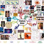 Human Body Lesson Plan: All Subjects | Any Age | Any