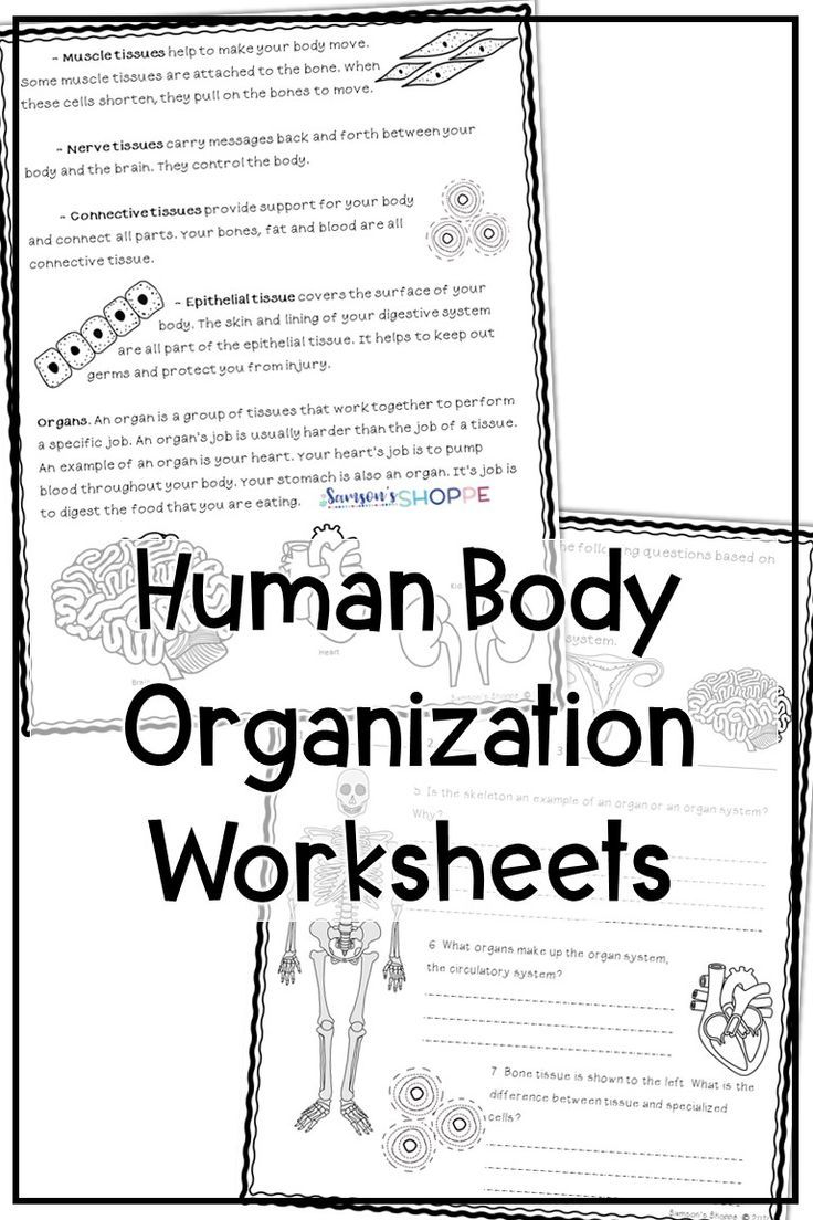 Human Body Organization Reading And Activity | Human Body