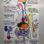 Human Body Systems Anchor Chart For 7Th Grade Science