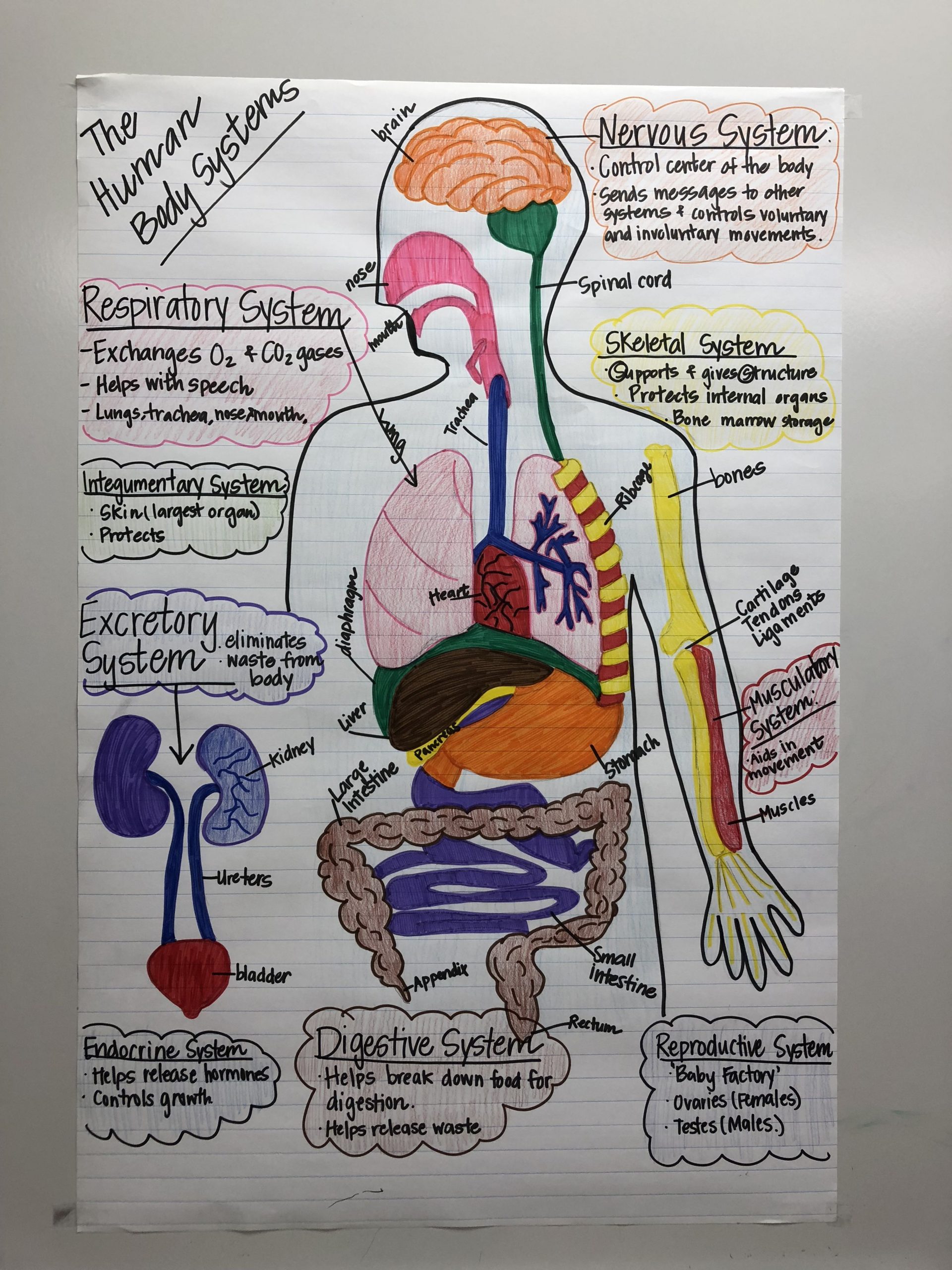 Human Body Systems Anchor Chart For 7Th Grade Science