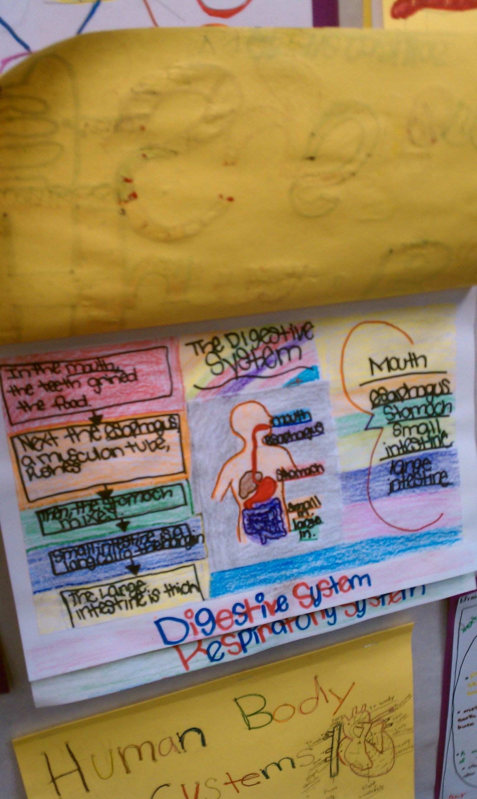 Human Body Systems Example Booklet (5Th Grade) | Human Body