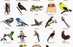 Lesson Plan On Birds For Preschoolers