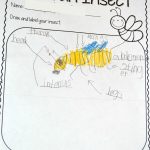 Insect Lesson Plans For Kindergarten | Kindergarten Lesson