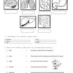 Internal Organs | Human Body Worksheets, Body Systems