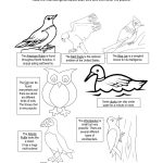 Introduction To Birds