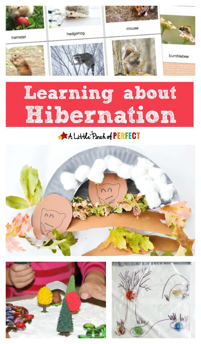 hibernation kindergarten lesson plans