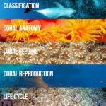 Kslof Coral Reef Education Portal: My Dashboard | High