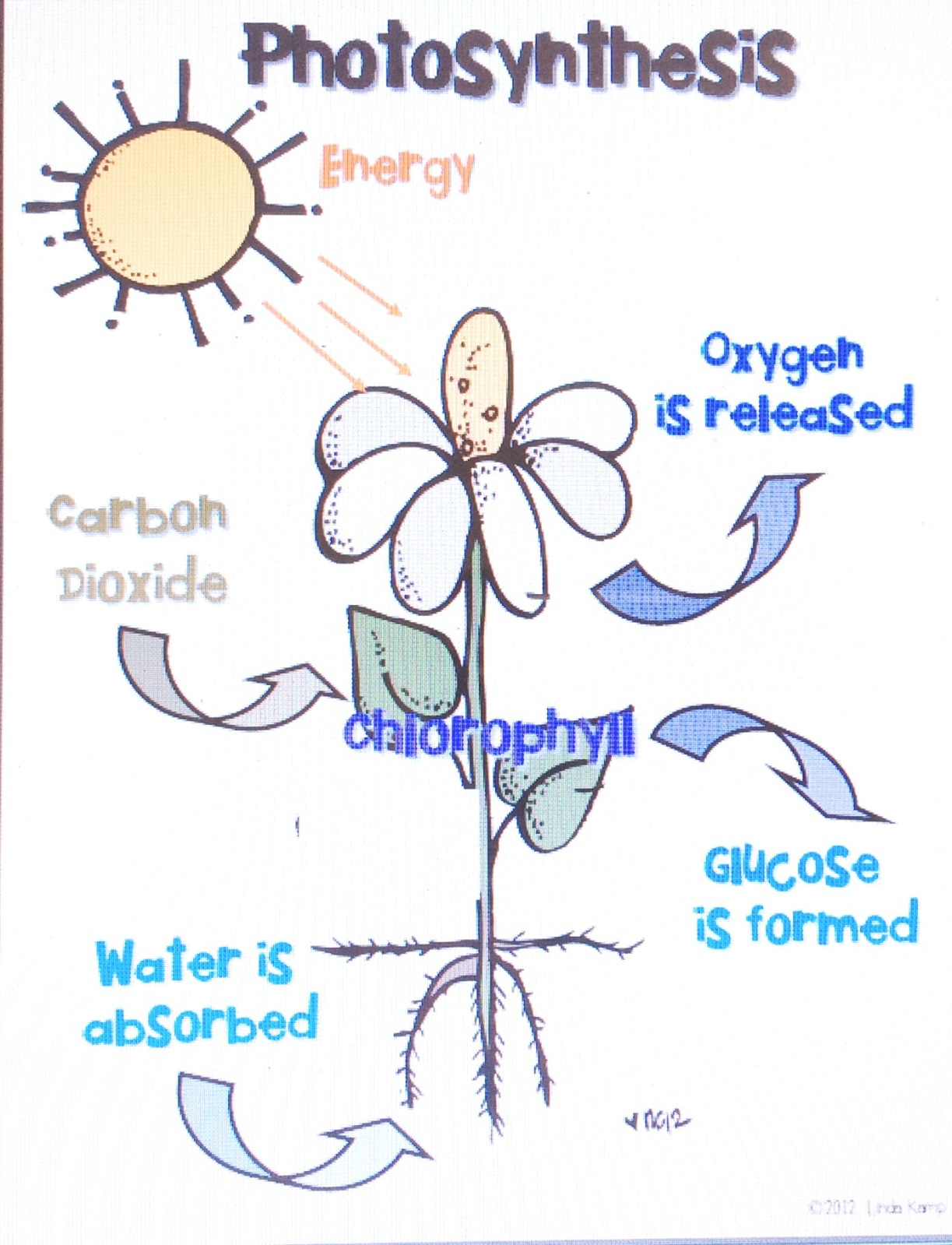 Lesson Day 1- Making Food Through Photosynthesis-A Recipe