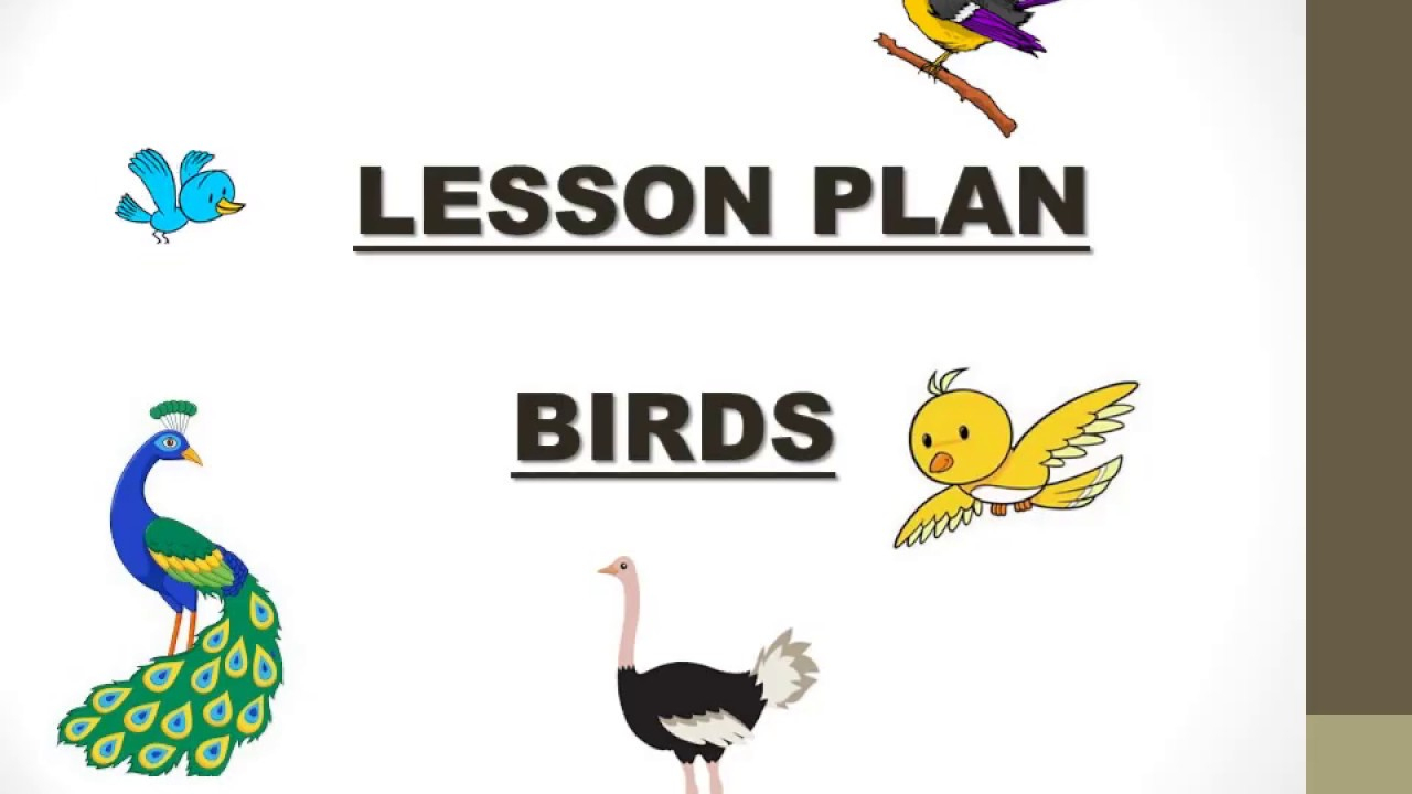 Lesson Plan On Birds For Preschoolers - Lesson Plans Learning