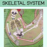 Lesson Plan: Skeletal System Project   Getting Nerdy Science