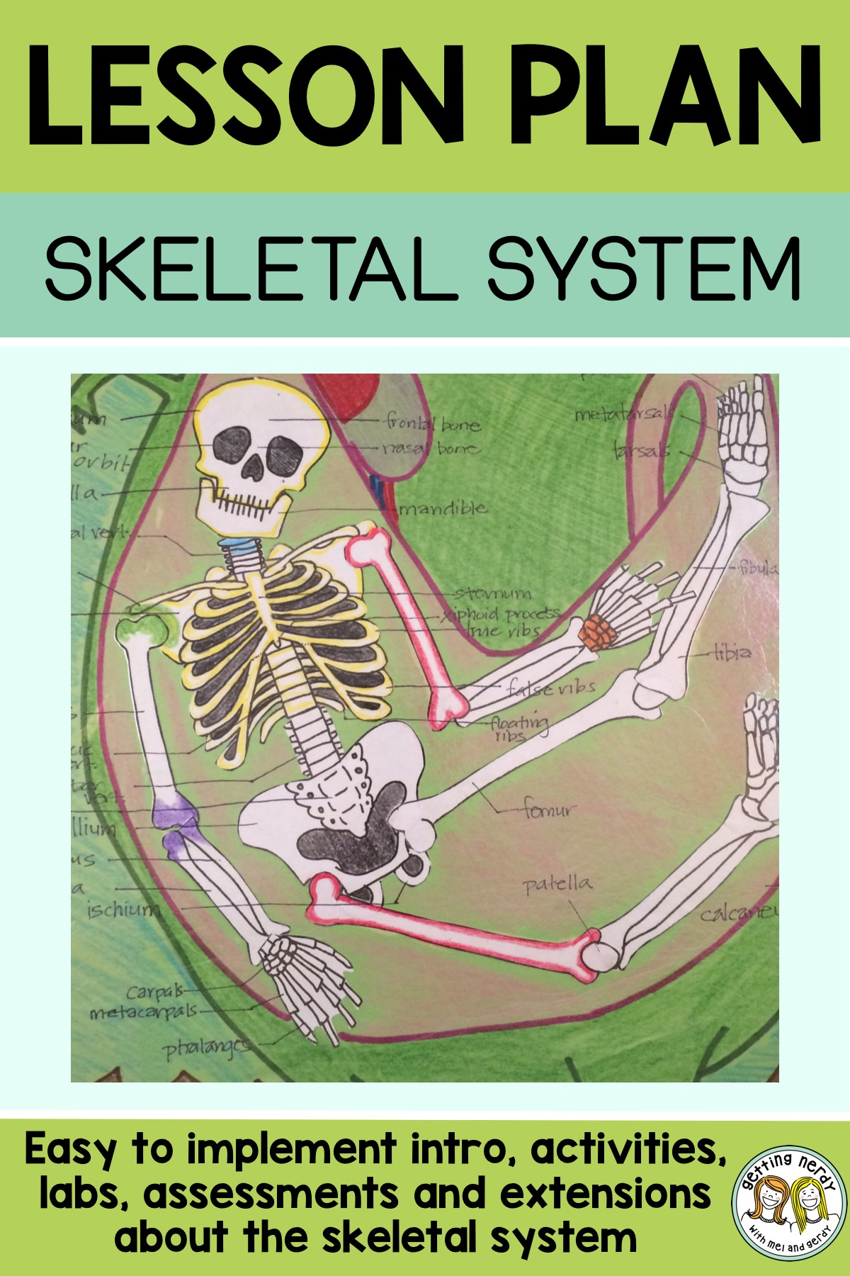 Lesson Plan: Skeletal System Project - Getting Nerdy Science