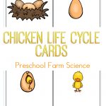 Life Cycle Of A Chicken For Kids Lesson Plan | Farm