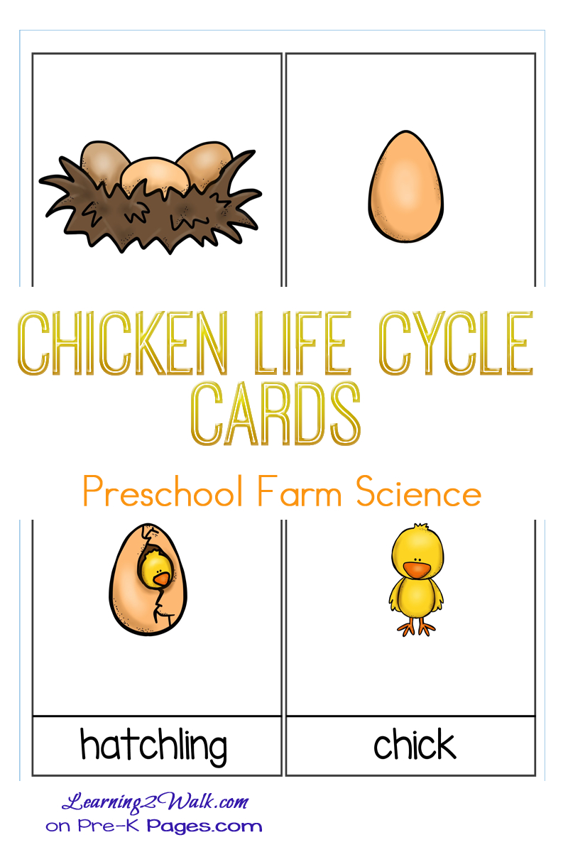 Life Cycle Of A Chicken For Kids Lesson Plan | Farm