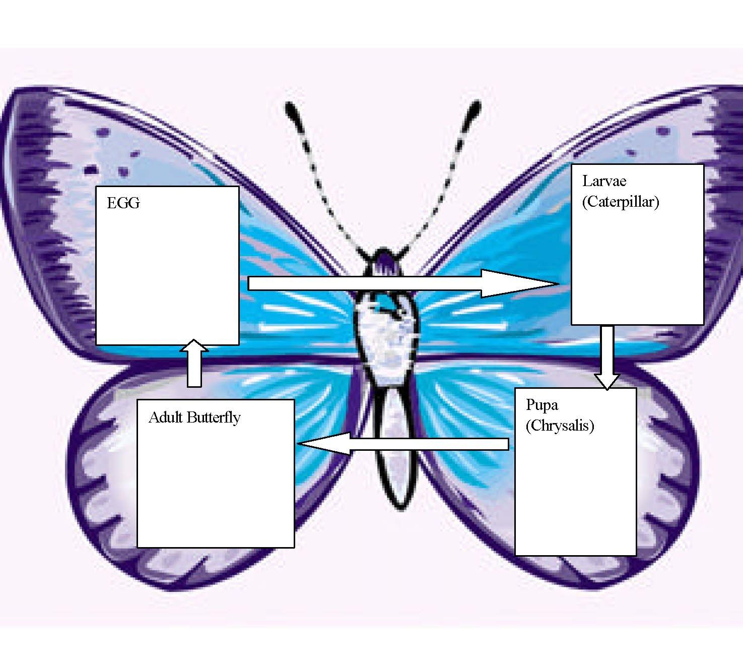 Monarch Butterfly Lesson Plans | Butterfly Lesson Plans