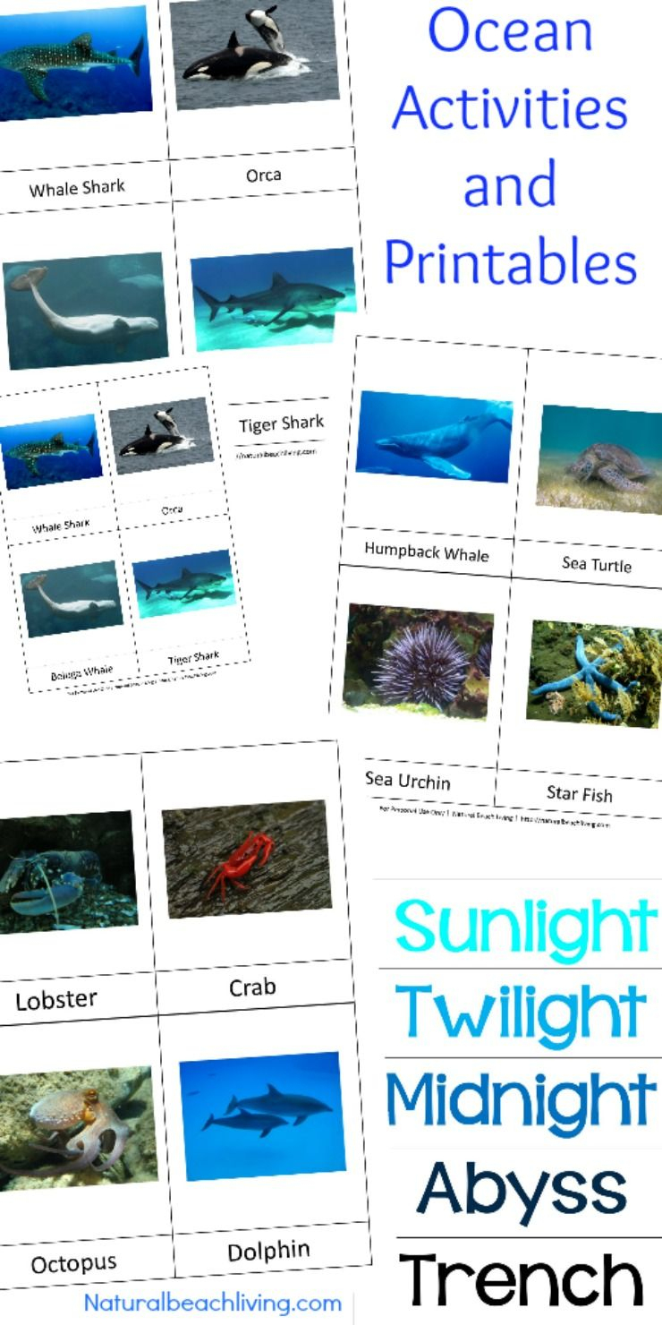 Montessori Theme Ocean Preschool Activities &amp;amp; Printables