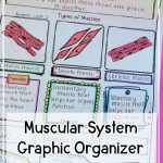 Muscular System Review Activity For Muscles | Muscular