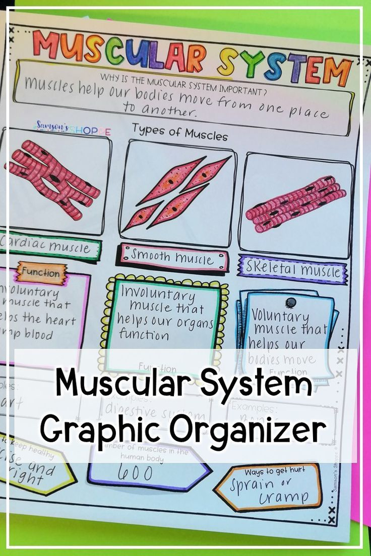 Muscular System Review Activity For Muscles | Muscular