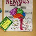 Nervous System | Body Systems Project, Nervous System