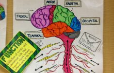 Nervous System Lesson Plans 5th Grade