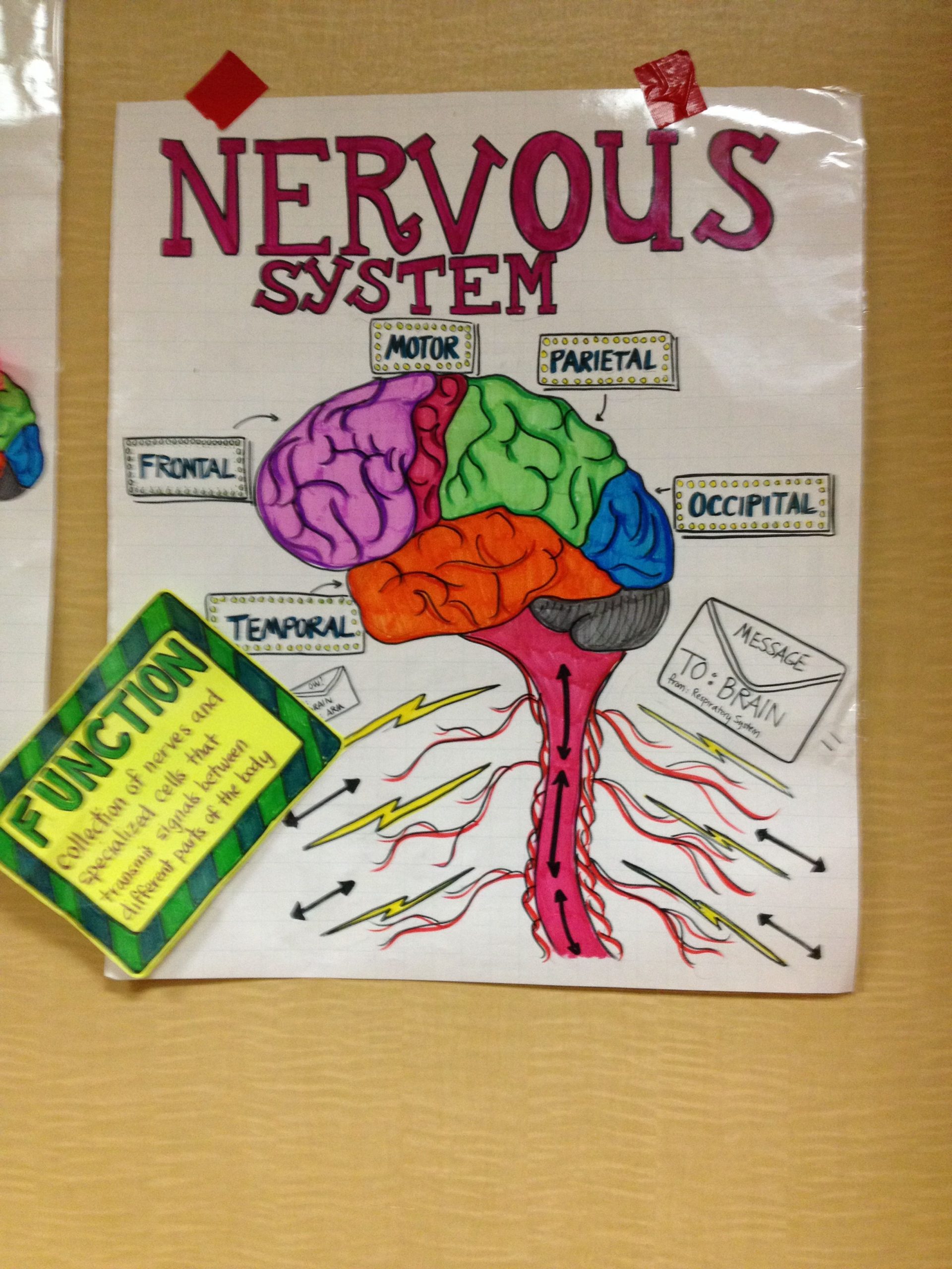 Nervous System | Body Systems Project, Nervous System